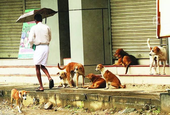 PROTECTION OF ANIMAL RIGHTS AND CITIZEN RIGHTS WITH REGARDS TO THE STRAY DOG CONCERN IN INDIA.