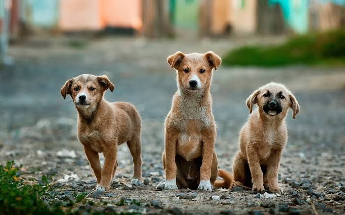 The Punjab & Haryana High Court directed the Deputy Commissioner, Ambala to remove stray dogs from the nearby areas of judicial complex and rehabilitate them