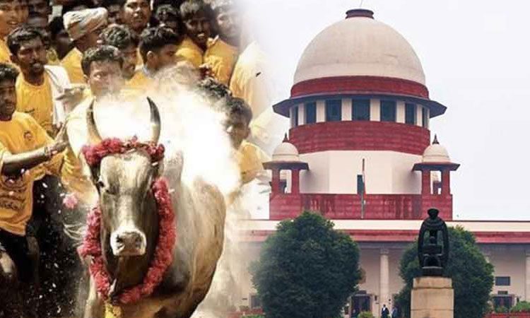 Jallikattu: Exploring the Legal Aspects, Regulations, and Controversies Surrounding the Traditional Bull-Taming Sport in India