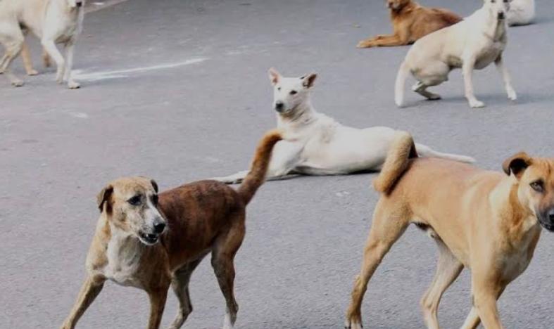 Stray Dogs Issue to be heard on February 28: Supreme court.