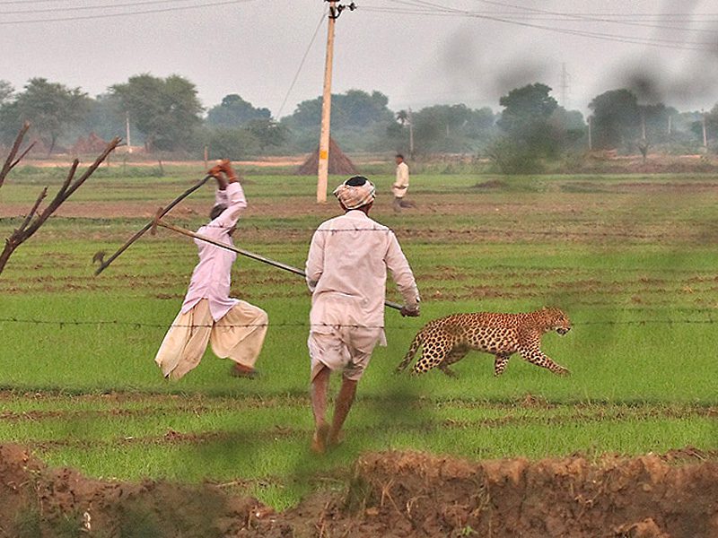 Leopards enter into village due to breach of NTCA sop’s by Forrest officials : Kerala HC directed to rectify the same