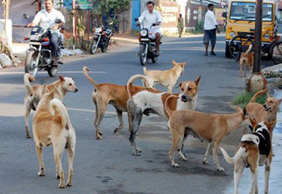 Supreme Court Orders Relocation of All Stray Dogs in Delhi to Shelters; Warns Obstructors of Penal Action